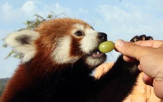 epa10882083 A man feeds a red panda with grapes in the Attica Zoological Park in Spata, east of Athens, on 25 September 2023. Red panda is a small mammal native to the eastern Himalayas and southwestern China and belongs to the endangered species.  They spend more of their time on trees and sleep over 12 hours per day.  EPA/ORESTIS PANAGIOTOU
