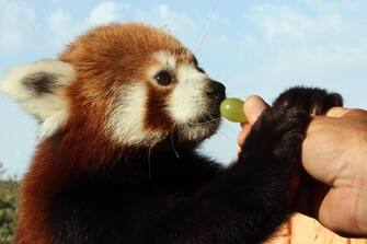 epa10882084 A man feeds a red panda with grapes in the Attica Zoological Park in Spata, east of Athens, on 25 September 2023. Red panda is a small mammal native to the eastern Himalayas and southwestern China and belongs to the endangered species.  They spend more of their time on trees and sleep over 12 hours per day.  EPA/ORESTIS PANAGIOTOU