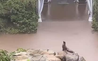 Ny, leone marino "scappa" dalla sua piscina nello zoo di Central Park