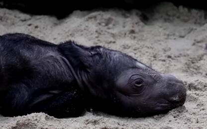 Indonesia, nato un cucciolo del raro rinoceronte di Sumatra