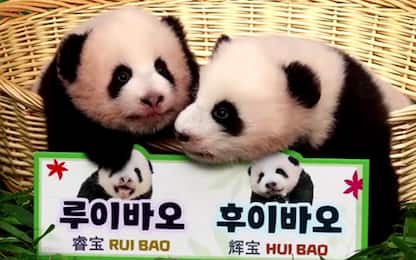 Seul, svelati i nomi delle gemelle di panda giganti. VIDEO