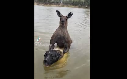 Australia, uomo lotta con un canguro per salvare il suo cane. VIDEO
