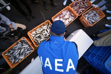 Giappone, test sui pesci dopo rilascio acqua radioattiva di Fukushima