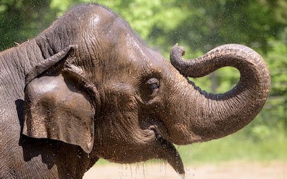 Cane abbaia allo zoo di Saint Louis e elefantina muore improvvisamente
