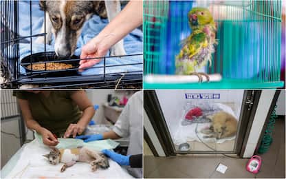 Israele, gli animali domestici feriti curati negli ospedali veterinari