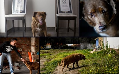 Portogallo, è morto Bobi: era il cane più vecchio del mondo