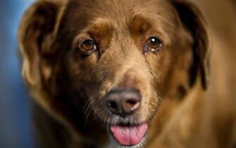Portugal, Bobi has died: he was the oldest dog in the world