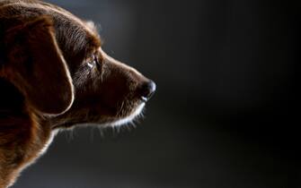 A picture taken on February 12, 2023 shows Bobi, a 30 year-old Portuguese dog that had been declared the world's oldest dog by Guinness World Records, sitting at his home in the village of Conqueiros near Leiria.  (Photo by PATRICIA DE MELO MOREIRA / AFP) (Photo by PATRICIA DE MELO MOREIRA/AFP via Getty Images)