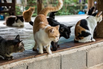 Cina, mille gatti salvati dalla macellazione dalla polizia di Jiangsu