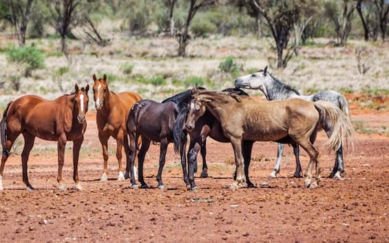 Australia, too many wild horses: they will be shot down by helicopters