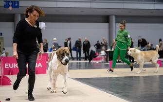 epa10957344 A dog is presented during the International Dog Show 2023 at the Poznan International Fair in Poznan, Poland, 04 November 2023. Dog lovers and enthusiasts, during the three day event, can enjoy showcasing 250 dog breeds and also explore stands presenting numerous accessories for dogs.  EPA/JAKUB KACZMARCZYK POLAND OUT