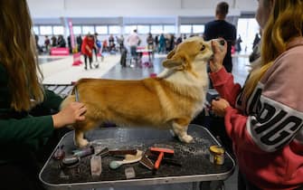 epa10957343 A dog is groomed during the International Dog Show 2023 at the Poznan International Fair in Poznan, Poland, 04 November 2023. Dog lovers and enthusiasts, during the three day event, can enjoy showcasing 250 dog breeds and also explore stands presenting numerous accessories for dogs.  EPA/JAKUB KACZMARCZYK POLAND OUT