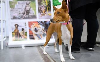 epa10957340 A dog looks on during the International Dog Show 2023 at the Poznan International Fair in Poznan, Poland, 04 November 2023. Dog lovers and enthusiasts, during the three day event, can enjoy showcasing 250 dog breeds and also explore stands presenting numerous accessories for dogs.  EPA/JAKUB KACZMARCZYK POLAND OUT