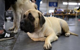 epa10957341 A dog lays during the International Dog Show 2023 at the Poznan International Fair in Poznan, Poland, 04 November 2023. Dog lovers and enthusiasts, during the three day event, can enjoy showcasing 250 dog breeds and also explore stands presenting numerous accessories for dogs .  EPA/JAKUB KACZMARCZYK POLAND OUT