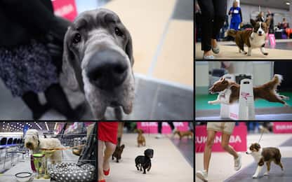 I cani più belli sfilano all’International Dog Show di Poznan: foto