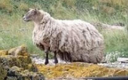 Scozia, la pecora più sola al mondo salvata grazie a raccolta firme