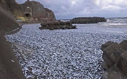Giappone, migliaia di pesci morti ritrovati sulle spiagge del Nord