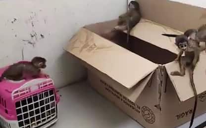 Cile, 5 cuccioli di scimmia sequestrati alla dogana. VIDEO