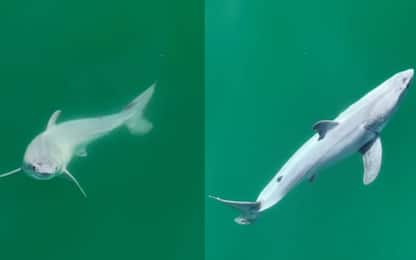 California, avvistato per la prima volta un cucciolo di squalo bianco