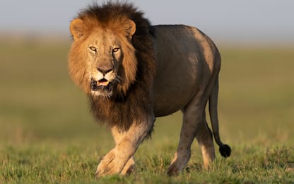 India, uomo morto sbranato da un leone: voleva fare un selfie