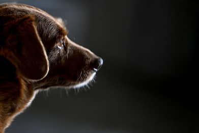 Bobi non è più il cane più vecchio del mondo: Guinness toglie record