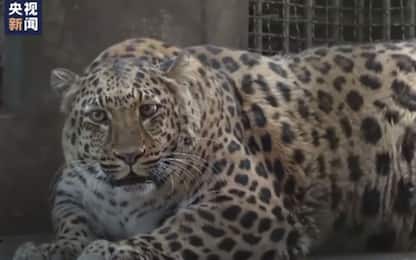 Cina, zoo di Panzihua mette a dieta leopardo sovrappeso