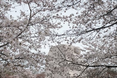 Dal Giappone agli Usa, i ciliegi fioriscono sempre prima per il clima