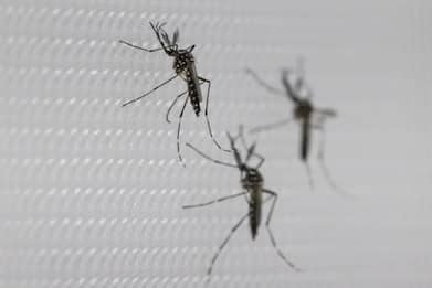 Dengue, l'epidemia ha causato oltre mille morti in Brasile nel 2024