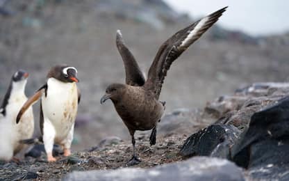 Influenza aviaria in Antartide, minacciati pinguini e altri mammiferi
