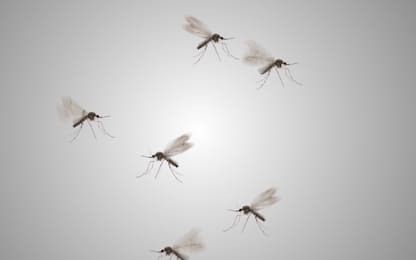Dengue, oltre 400 milioni di casi l’anno: l' Oms prequalifica vaccino