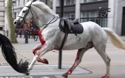 Cavalli dell'esercito in fuga nel centro di Londra, incidenti e feriti