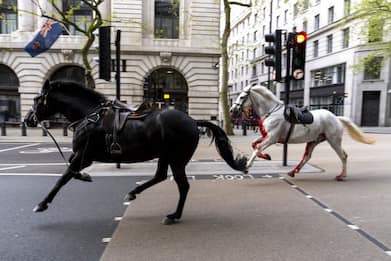 Gb, "in gravi condizioni" due dei cavalli scappati a Londra