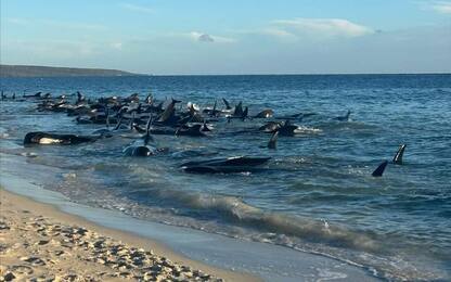 Australia, 140 balene spiaggiate vicino Dunsborough. Morti 28 cetacei