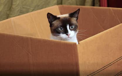 Usa, spediscono il gatto in un pacco Amazon: ritrovato dopo 6 giorni