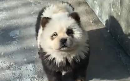 Cuccioli di cane dipinti da panda, zoo cinese sotto accusa