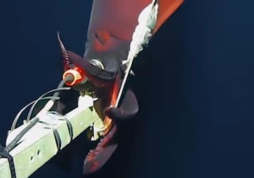 Raro calamaro di 75 cm filmato nelle profondità del Pacifico. VIDEO