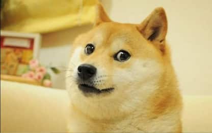 Morta Kabosu, il cane che in Giappone aveva ispirato meme e Dogecoin