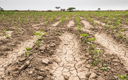 Emergenza siccità in Etiopia, 21 milioni di persone a rischio