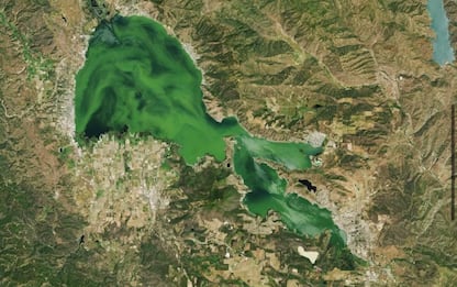 California, il lago Clear diventa verde a causa delle alghe