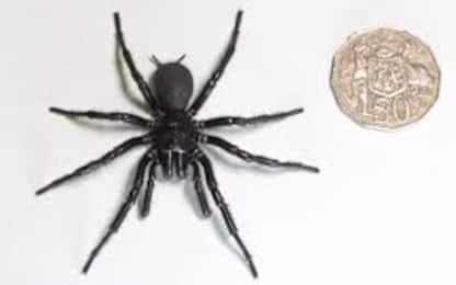 Il ragno velenoso più grande del mondo trovato in Australia