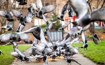 Germania, a Limburg an der Lahn vince referendum per uccidere piccioni