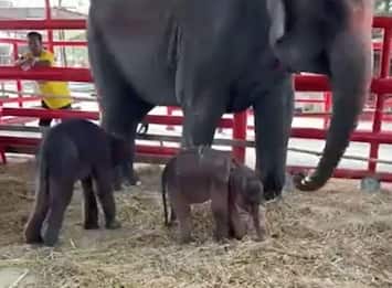Thailandia, raro caso di parto gemellare per un elefante. VIDEO