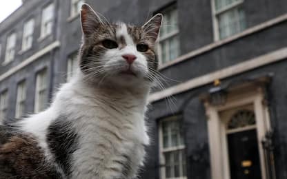 Elezioni Uk, il gatto Larry pronto ad accogliere il suo sesto premier