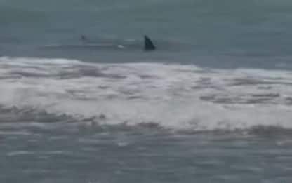 Texas, squali vicini alla riva attaccano bagnanti a South Padre. VIDEO