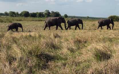 Sudafrica, morto turista aggredito da un elefante: voleva fotografarlo
