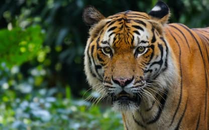 La tigre della Malesia è a rischio di estinzione: è allarme