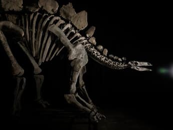 Dinosauri, venduto all'asta lo scheletro più costoso del mondo