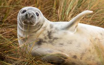 The young seal pup (Halichoerus grypus) rolls around in the grassy dune of Horsey Gap