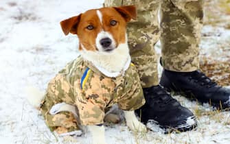 These images show dogs working for the State Border Guard Service of Ukraine.
Sharing the images in order to help Ukrainians on a “difficult day” for the country on Friday (16December2022), officials from the state organisation wrote:“Today was a difficult day. So let's end it with a good mood! And four-legged friends will help with this.
Have a quiet and peaceful evening, Ukrainians.”
Dogs have formed an important part of Ukraine’s war effort - helping military and emergency services personnel sniff out explosive devices.

-PICTURED: 
-LOCATION: Ukraine Ukraine
-DATE: 19 Dec 2022
-CREDIT: DPS Ukraine/Cover Images/INSTARimages.com