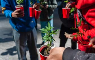 Marijuana grower gives away free marijuana plants in New York on Saturday, May 1, 2021 at the annual NYC Cannabis Parade. The march included a wide range of demographics from millennials to old-time hippies. New York has legalized marijuana for recreational use for adults 21 years and older after many years and many failed attempts. The first legal sales are expected to begin in 2022. (Photo by Richard B. Levine)
